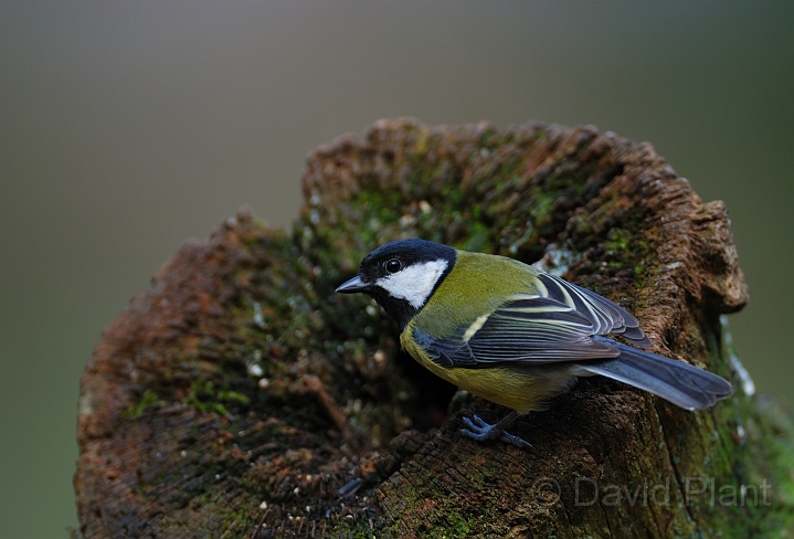 Great tit - H.jpg - Great tit - Forest of Dean